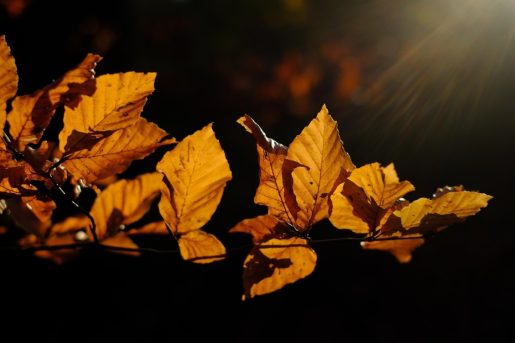 herfst