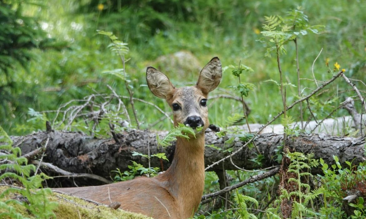 Dodelijk ongeval op N33 ter hoogte van Anderen. – Mooi dai d`r bint