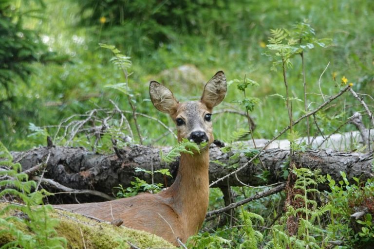 pexels-patrick-droog-809423147-32753580