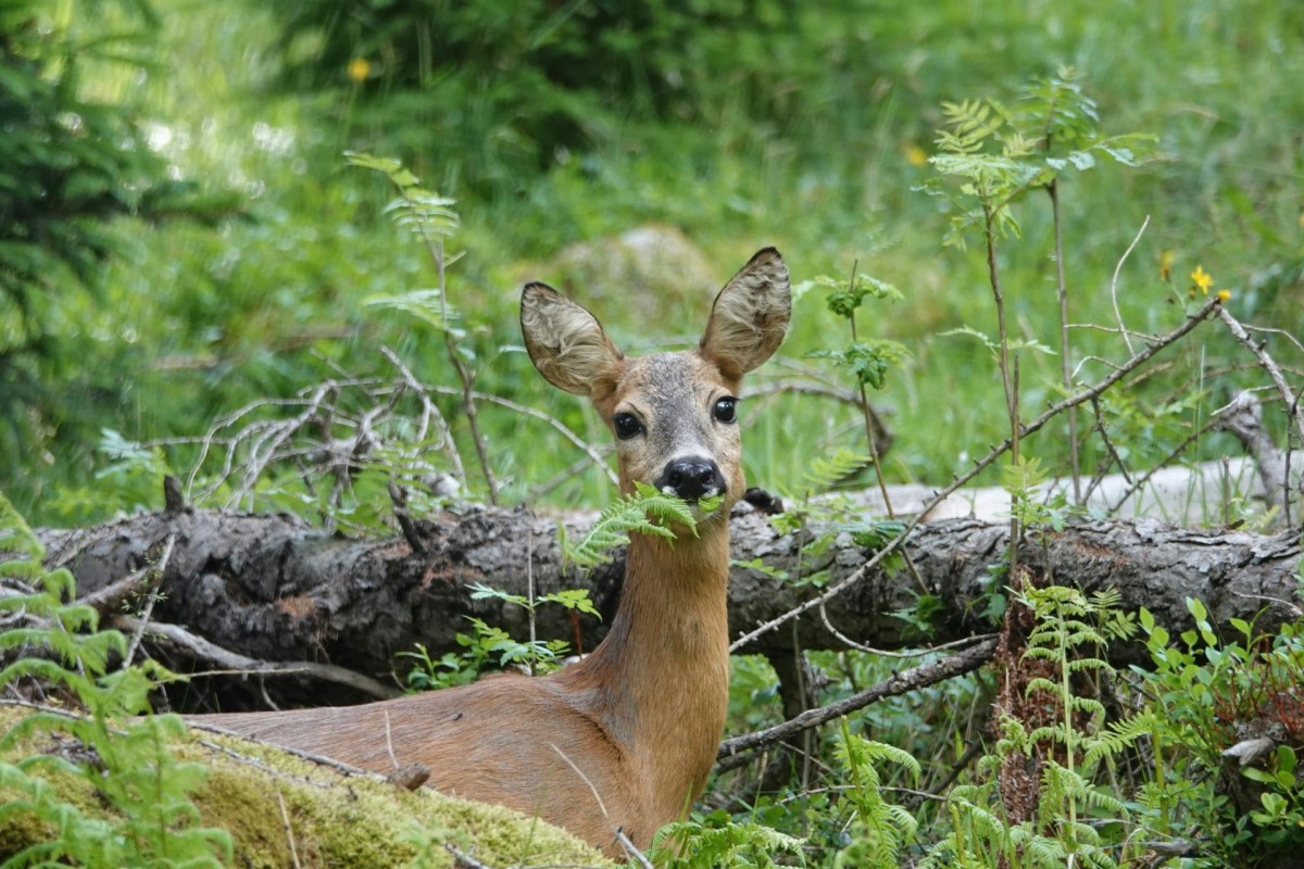 pexels-patrick-droog-809423147-32753580